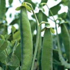 Грюнді - насіння гороху, Syngenta опис, фото, відгуки