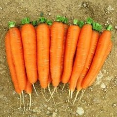 Романс F1 - насіння моркви, 100 000 шт (1.6 - 1.8), Nunhems 96659 фото