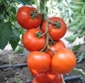 Беллавіза F1 - насіння томата, 100 шт, Rijk Zwaan 12099 фото