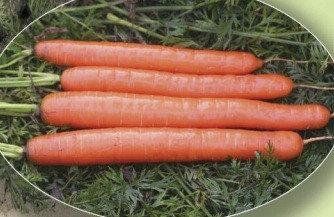 Морква Метро F1, 100 000 насінин, Agri Saaten 1077096990 фото