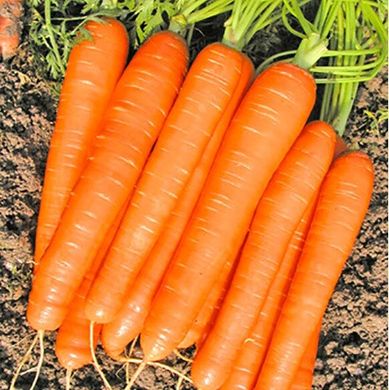 Романс F1 - насіння моркви, 100 000 шт (1.6 - 1.8), Nunhems 96659 фото