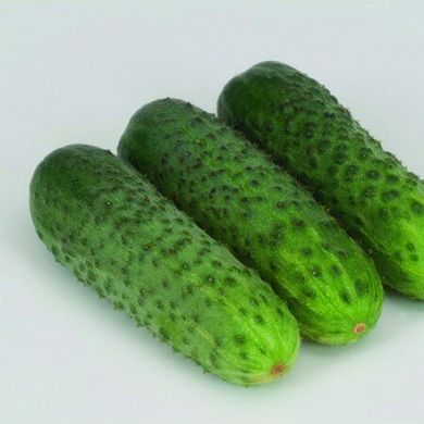 Караоке F1 - насіння огірка, 250 шт, Rijk Zwaan 23275 фото