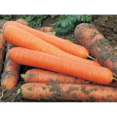 Морковь Метро F1, 100 000 семян, Agri Saaten 1077096990 фото