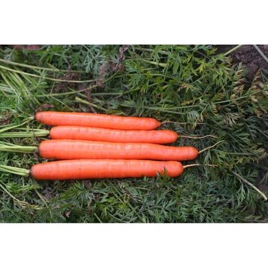 Морква Метро F1, 100 000 насінин, Agri Saaten 1077096990 фото