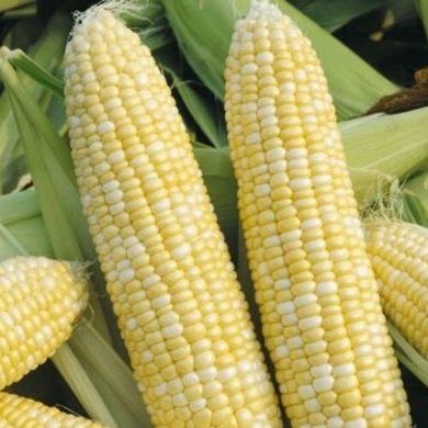 3517 F1 - насіння кукурудзи, 25 000 шт, Spark Seeds 66239 фото