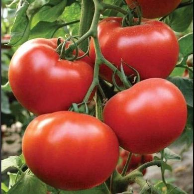 Беллавіза F1 - насіння томата, 100 шт, Rijk Zwaan 12099 фото