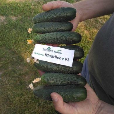 Мадрілене F1 - насіння огірка, 250 шт, Seminis 00461 фото
