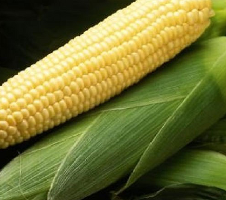 Бостон F1 - семена кукурузы, 100 000 шт, Syngenta 62504 фото
