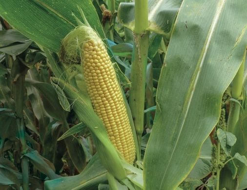 3517 F1 - насіння кукурудзи, 25 000 шт, Spark Seeds 66239 фото
