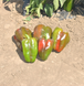 Клаудио F1 - семена сладкого перца, 1000 шт, Nunhems 63660 фото 3