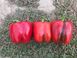 Аіда F1 - насіння солодкого перцю, 500 шт, Spark Seeds 58310 фото 1
