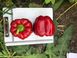 Аіда F1 - насіння солодкого перцю, 500 шт, Spark Seeds 58310 фото 4