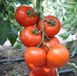 Беллавіза F1 - насіння томата, 100 шт, Rijk Zwaan 12099 фото 3