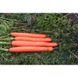 Морква Метро F1, 100 000 насінин, Agri Saaten 1077096990 фото 3