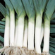 Порбелла - семена лука, 10 000 шт, Hazera 60818 фото 2