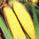 Бостон F1 - насіння кукурудзи, 100 000 шт, Syngenta 62504 фото 2