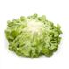 Кірібаті - насіння салату, 5000 шт (драже), Rijk Zwaan 1094582792 фото 1