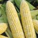 3517 F1 - насіння кукурудзи, 25 000 шт, Spark Seeds 66239 фото 7