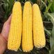 3517 F1 - насіння кукурудзи, 25 000 шт, Spark Seeds 66239 фото 4