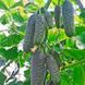Мадрілен F1 - насіння огірка, 10 шт, Seminis (Пан Фермер) 00562 фото 3