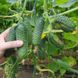 Мадрілене F1 - насіння огірка, 250 шт, Seminis 00461 фото 2