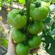 Пінк Імпрешен F1 - насіння томата, 250 шт, Sakata 58345 фото 3