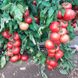 Пінк Імпрешен F1 - насіння томата, 250 шт, Sakata 58345 фото 6