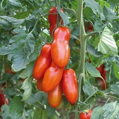 Поззано F1 - насіння томата, 250 шт, Enza Zaden 11220 фото