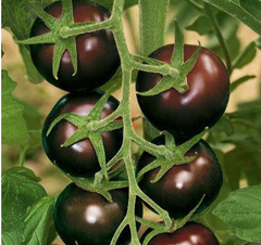 Сашер F1 - насіння томата, 100 шт, Yuksel seeds 16674 фото