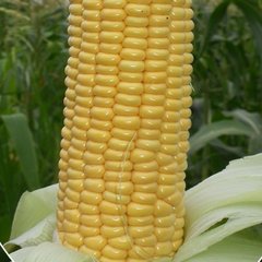 Світ Вондер F1 - насіння кукурудзи, Agri Saaten опис, фото, відгуки