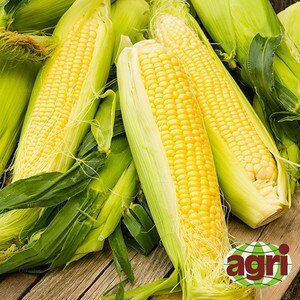 Світ Вондер F1 - насіння кукурудзи, 5000 шт, Agri Saaten 1076893276 фото