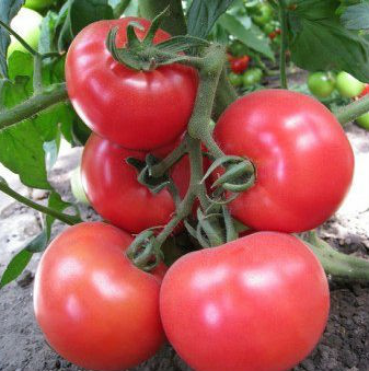 Кітару F1 (КС 14 F1) - насіння томата, 1000 шт, Kitano 905550322 фото