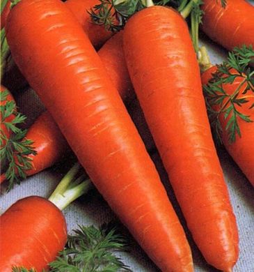 Канада F1 - семена моркови, 25 000 шт (1.6-1.8), Bejo 61830 фото
