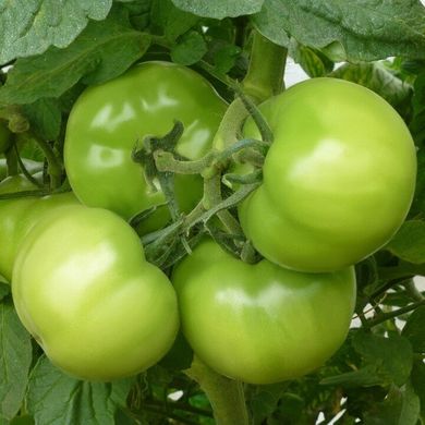 Кібо F1 - насіння томата, 100 шт, Kitano 50358 фото