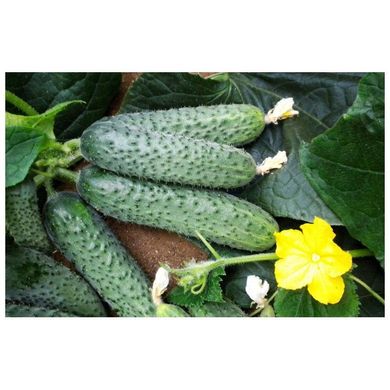 Солон F1 - насіння огірка, 2500 шт, Yuksel seeds 61597 фото