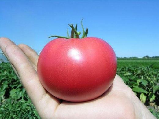 Пінк Парадайз F1 - насіння томата, 500 шт, Sakata 95199 фото