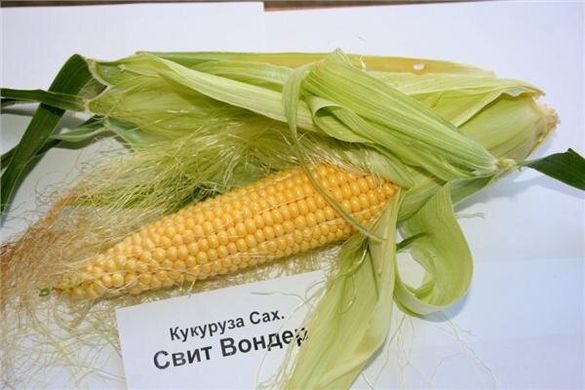 Свит Вондер F1 - семена кукурузы, 5000 шт, Agri Saaten 1076893276 фото