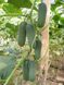 Анзор F1 - насіння огірка, 1000 шт, Bejo 77425 фото 3