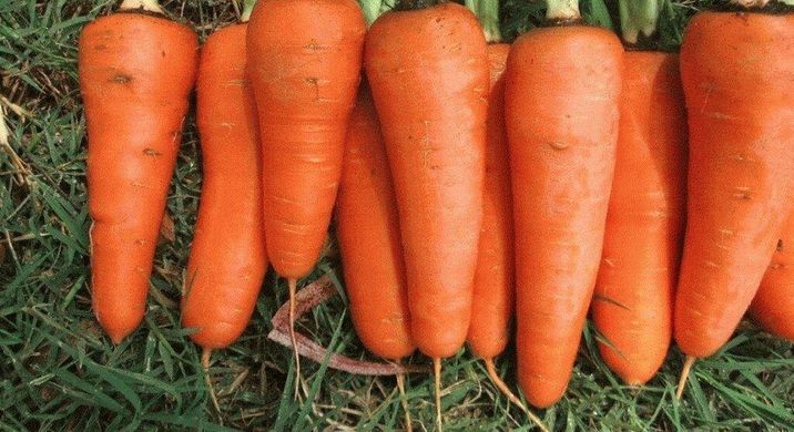 СВ 3118 F1 - насіння моркви, 1 000 000 шт (1.6-1.8), Seminis 1085354632 фото