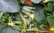 Солон F1 - насіння огірка, 2500 шт, Yuksel seeds 61597 фото 2