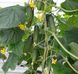 Анзор F1 - насіння огірка, 1000 шт, Bejo 77425 фото 2