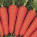 Канада F1 - семена моркови, 25 000 шт (1.6-1.8), Bejo 61830 фото 1