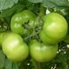Кібо F1 - насіння томата, 100 шт, Kitano 50358 фото 3