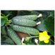 Солон F1 - насіння огірка, 2500 шт, Yuksel seeds 61597 фото 1