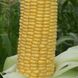 Світ Вондер F1 - насіння кукурудзи, 5000 шт, Agri Saaten 1076893276 фото 1