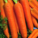 Канада F1 - насіння моркви, 25 000 шт (1.6-1.8), Bejo 61830 фото 4