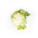 Мерлінас - насіння салату качанного, 5000 шт (драже), Rijk Zwaan 21538 фото 3