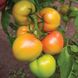 Кібо F1 - насіння томата, 100 шт, Kitano 50358 фото 1