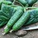 Солон F1 - насіння огірка, 2500 шт, Yuksel seeds 61597 фото 3