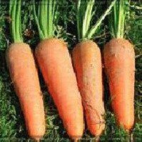Кордоба F1 - семена моркови, 1 000 000 шт (1.6-1.8), Bejo 61851 фото
